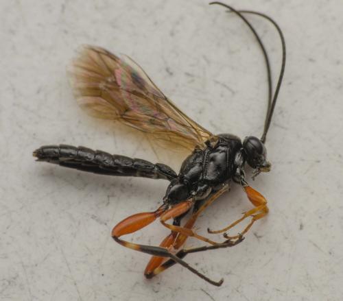 Réf. 301 303 : Pimpla spuria